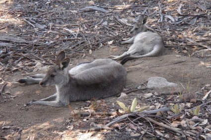 Cangurus no Paque Nacional Kosciusko. Foto de Waldemar Niclevicz.