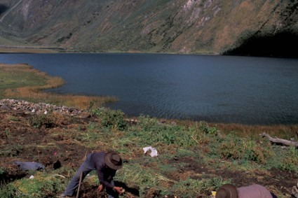 Colhendo batatas em Jahuacocha, Huayhuash, Peru. Foto de Waldemar Niclevicz.