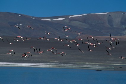 Flamingos na Laguna Negro Francisco, norte do Chile. Foto de Waldemar Niclevicz.