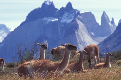 Guanacos no Parque Nacional Torres del Paine, Chile. Foto de Waldemar Niclevicz.