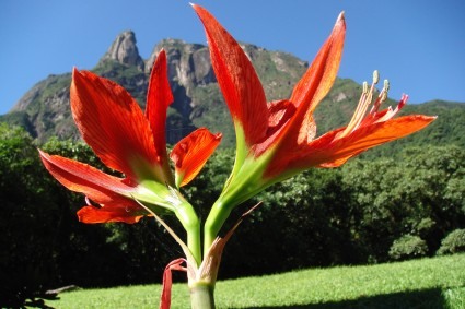 Flores no Marumbi, Serra do Mar, PR. Foto de Niclevicz.