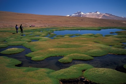 Bofedal (manancial) próximo a Laguna Negro Francisco, com o Vulcão Copiapó ao fundo. Foto de Waldemar Niclevicz.