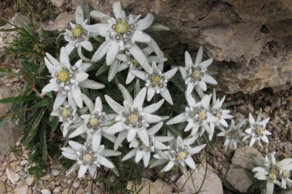 Edelweiss, a Estrela Alpina, Alpes, Itália. Foto de Waldemar Niclevicz.