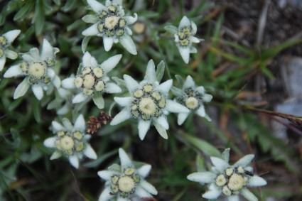 Edelweiss próxima ao acampamento-base do Pico Lenin. Foto de Waldemar Niclevicz.