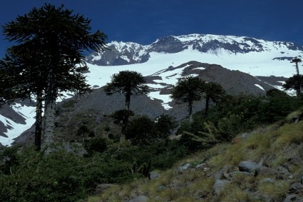 O Vulcão Callaqui, surgindo acima das araucárias, Chile. Foto de Niclevicz
