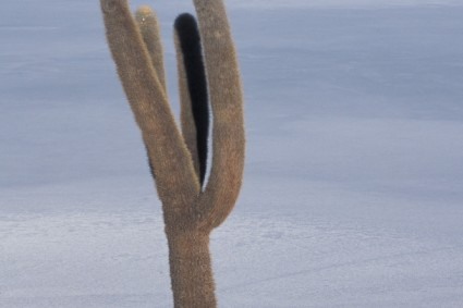 Cactus na ilha Lomo del Pescado, Salar de Uyuni, Bolívia. Foto de Waldemar Niclevicz.