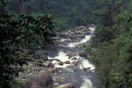 Caminhada na parte baixa do Ruwenzori, Uganda. Foto de Waldemar Niclevicz.