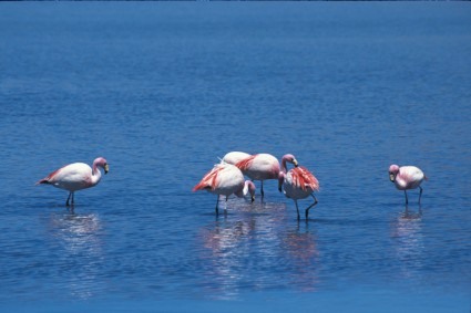 Flamingos na Laguna Hedionda, sul da Bolívia. Foto de Waldemar Niclevicz.