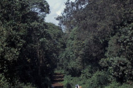 Início da caminhada ao Kilimanjaro, Tanzânia. Foto de Niclevicz.