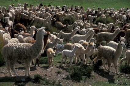 Lhamas a caminho de Chivay. Foto de Waldemar Niclevicz.