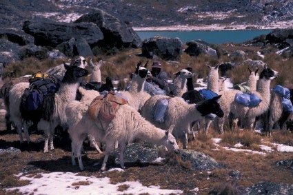 Lhamas no campo base do Chachacomani. Foto de Waldemar Niclevicz.