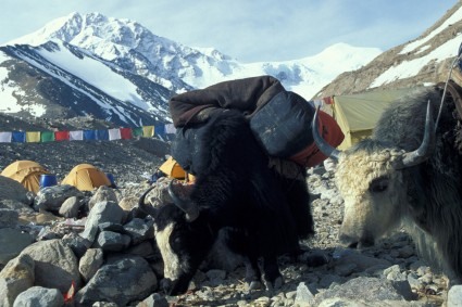 O Shisha Pangma visto do acampamento-base. Foto de Waldemar Niclevicz.