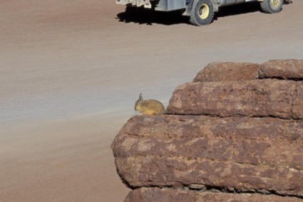 Viscacha no sul da Bolívia. Foto de Waldemar Niclevicz.