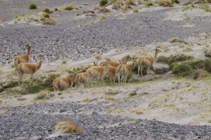 Vicunhas, presença marcante na Puna Argentina