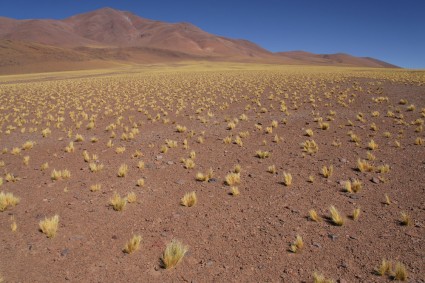 A envolvente puna andina, a caminho do Vulcão Antofalla. Foto de Waldemar Niclevicz.