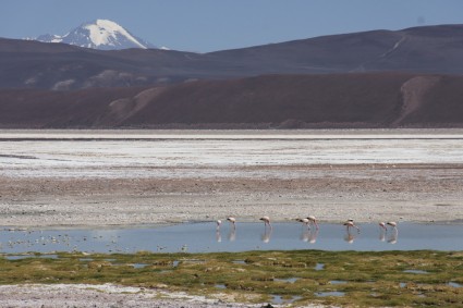 Laguna Amarga, a caminho do campo base do Pissis, ao fundo o Nevado Tres Cruces. Foto de Waldemar Niclevicz.