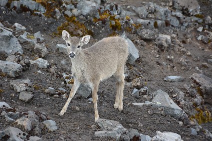 Venado de cola blanca no El Altar. Foto de Waldemar Niclevicz