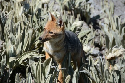 Zorro, raposa andina, entre senecios no Illiniza. Foto de Waldemar Niclevicz