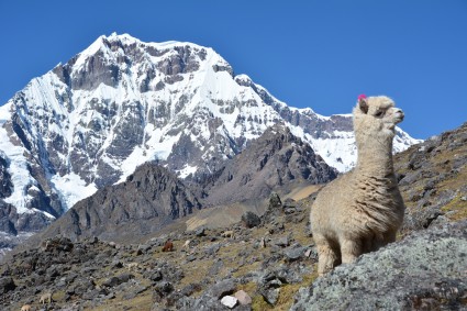 Alpaca ante a imponência do Ausangate (6.372m).
