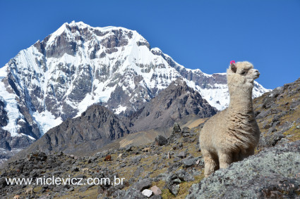 Alpaca ante a imponência do Ausangate (6.372m) (face norte). Foto de Waldemar Niclevicz.