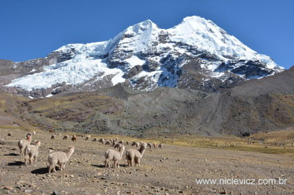 Alpacas e lhamas com o Ausangate ao fundo, aproximando-se do acampamento-base. Foto de Waldemar Niclevicz.