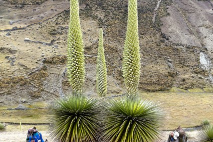 Contemplando as impressionantes Puya raimondi, 4.100m de altitude, no início da caminhada de aproximação ao Panta. Foto de Waldemar Niclevicz.