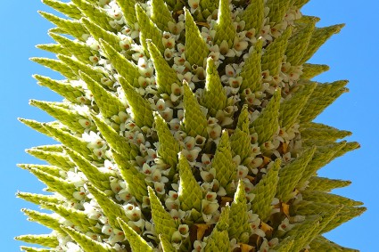 Puya raimondii em flor, nos arredores do Panta. Foto de Waldemar Niclevicz.