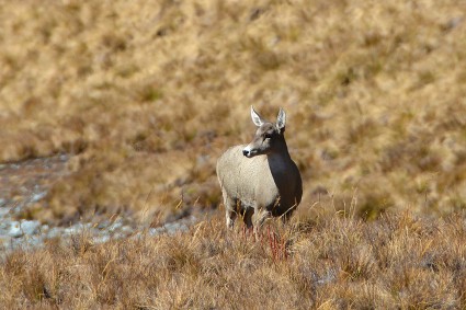 “Venado de cola blanca” na base da face norte do Salcantay. Foto de Waldemar Niclevicz.