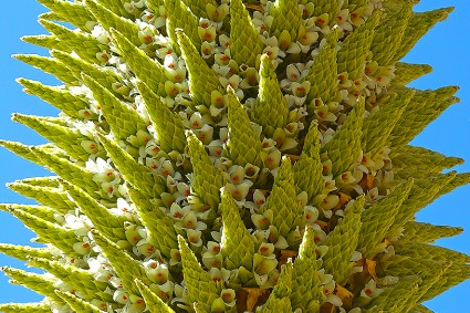 Flor de Puya Raimondi que pode chegar a 10m de altura, nos rincões da Cordilheria de Vilcabamba. Nunca tinha visto florescência tão impressionante! Foto de Waldemar Niclevicz.